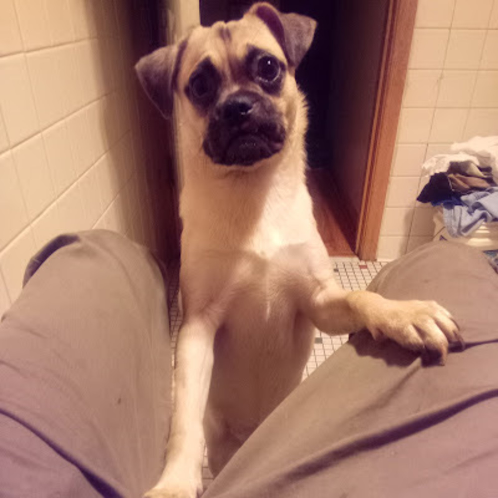 Meet your Posher, Lee